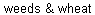 Matt 13:24-30